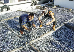 Hamside "Gece" avı daha bereketli