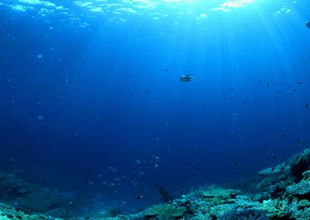 Okyanuslardaki asitlenme korkutuyor