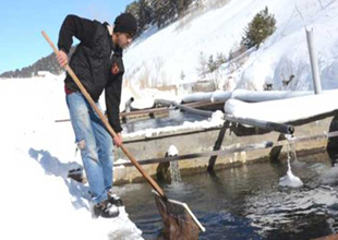 Kars'ta eksi 35 derecede balık yetiştiriyor