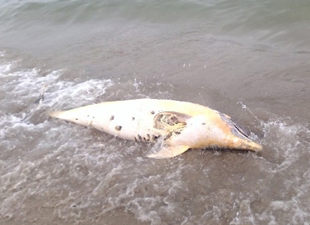 Kızıl Ekim denizaltısını arama çalışmaları balıkları öldürüyor