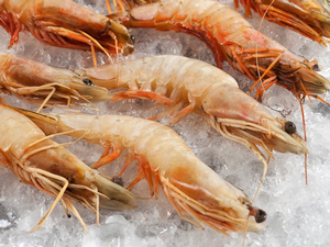 İskenderun jumbo karidesin patentini alacak