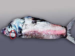 360 derece gören balık cinsi bulundu