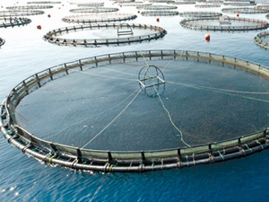 Aşırı avlanmaya çözüm kültür balıkçılığı