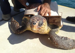 Bilimadamları Dalaman’da carettalar için buluşacak