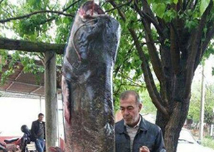 İzmir Gölcük'te ilk kez 2 buçuk metrelik yayın balığı yakalandı