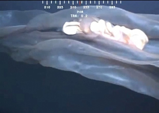 Okyanustaki canlının gizemi 2 yıl sonra çözüldü