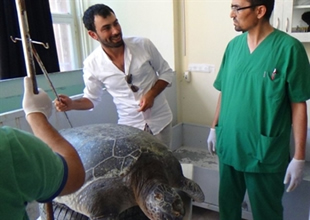 Göç edemeyen carettalar kışı Dalyan’da geçiriyor
