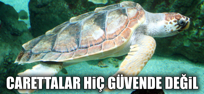 Caretta carettalar insan tehdidi altında