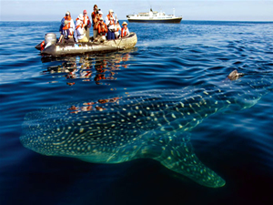 Fantastik bir dünya: Galapagos Adaları