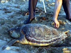 Yaralı deniz kaplumbağasına 3D'li "protez çene" takılacak