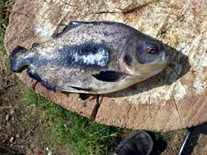 Eymir Gölü'nde piranha yakalandı