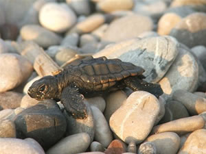 Caretta carettalar Manavgat’a 14 bin yumurta bırakacak