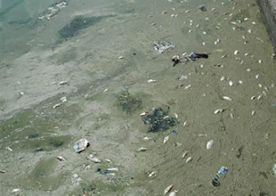 Adana Seyhan Nehri'nde balık ölümleri! Balıklar neden ölüyor?
