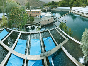 Elazığ'da Su Ürünleri Ar-Ge Merkezi faaliyete geçiyor