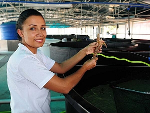 Türkiye'de ilk kez denizden uzak karides yetiştirildi