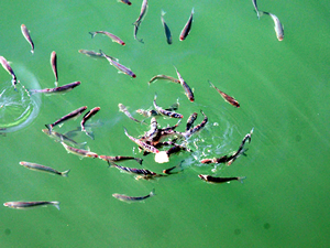 Balıkçılar balık peşinde, balıklar da ekmek peşinde!