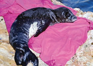 Akdeniz foklarını koruma kararı çıktı