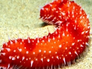 Edirne'de bir ton deniz patlıcanı yakalandı