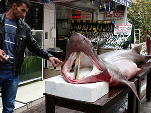 Kız Kulesi açıklarında köpekbalığı yakalandı