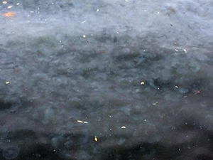 Gelibolu sahillerini denizanaları istila etti