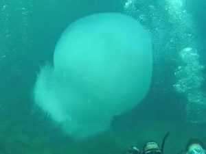 Denizanaları sezgileriyle yaşıyor