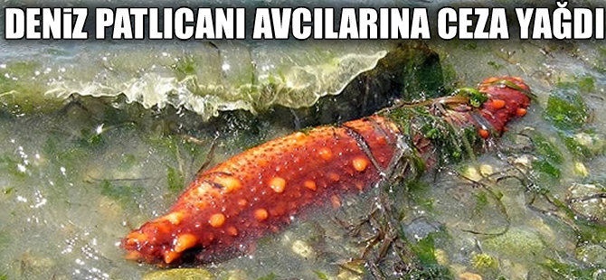 Avlanması yasak olmasına rağmen 900 kilo deniz patlıcanı yakalandı