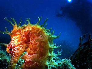 Kuşadası, denizatı görülen kıyılar haritasına girdi