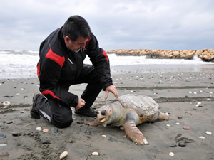 Karaya vuran deniz kaplumbağası yeniden denize bırakıldı