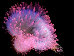 Marmaris kıyılarında anemon tehlikesi!