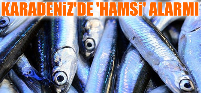 Sahil Güvenlik'ten Trabzon'da kaçak hamsi operasyonu
