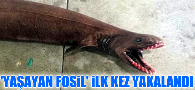 Avustralya'da 300 dişi olan ‘Tarih öncesi köpekbalığı' yakalandı