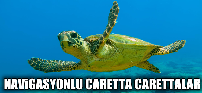 Deniz kaplumbağaları manyetik algı yeteneğine sahip