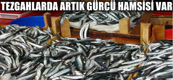 Tezgahlara 'Gürcü hamsisi' hakim oldu
