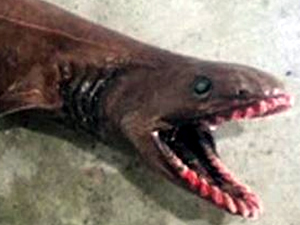 Avustralya'da 300 dişi olan ‘Tarih öncesi köpekbalığı' yakalandı