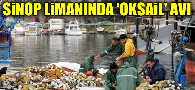 Sinoplu balıkçıların yüzü 'Oksail' ile gülüyor