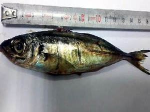'Şifa' diye 16 cm'lik canlı balığı yutunca ölümden döndü