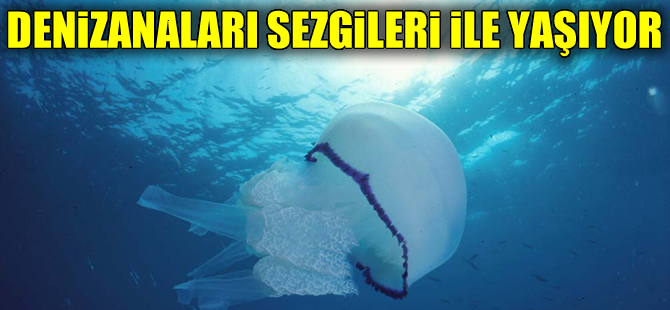 Denizanaları sezgileriyle yaşıyor