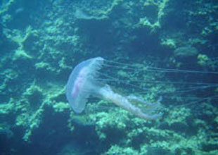 Muğla'da balıklara zarar veren denizanası