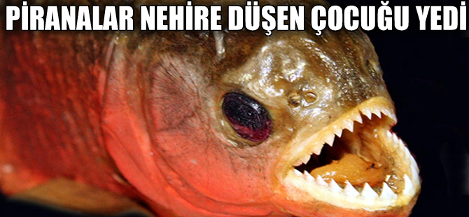 Brezilya'da pirana dehşeti, nehire düşen küçük çocuğu yediler