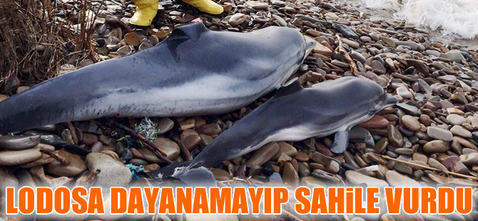 Lodosa dayanamayan deniz canlıları sahile vurarak öldü