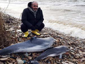 Lodosa dayanamayan deniz canlıları sahile vurarak öldü