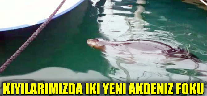 Fethiye ve Antalya’da Akdeniz foku görüldü