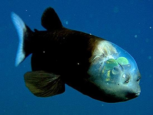 İnsan ve balık beyinleri benziyor