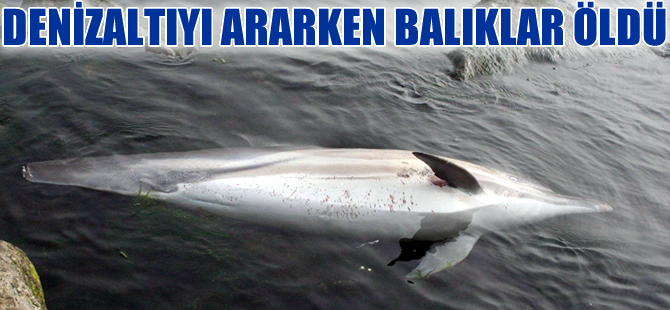 Kızıl Ekim denizaltısını arama çalışmaları balıkları öldürüyor