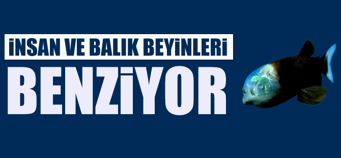 İnsan ve balık beyinleri benziyor