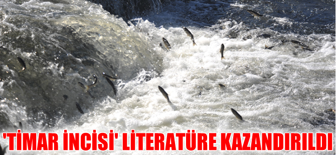 Van'da endemik balık türüne 'Timar İncisi' adı verildi