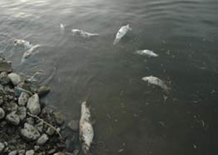 Porsuk Çayı'nda binlerce balık öldü