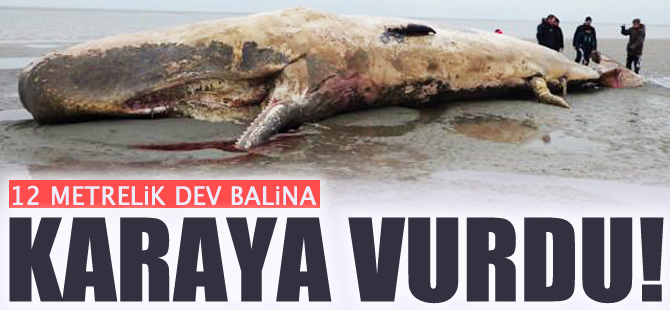 Danimarka'da dev balina ispermeçet karaya vurdu