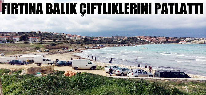 Fırtına balık çiftliklerini patlattı, balıklar kıyıya vurdu