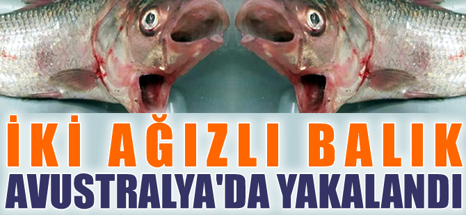 Avustralya'da balıkçılar, iki ağızlı balık yakaladı